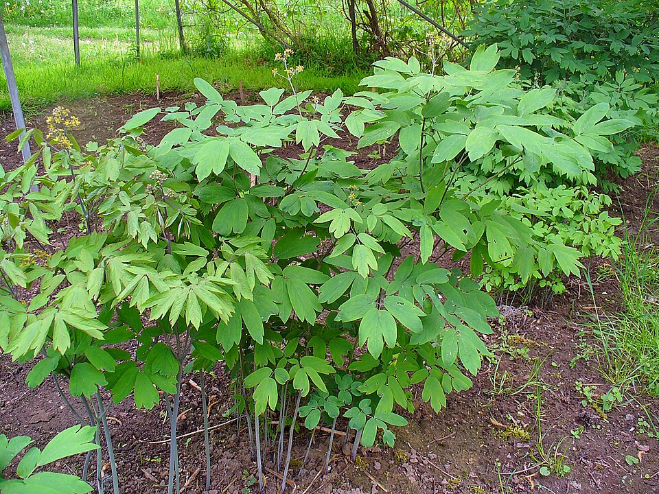 Fayl:Caulophyllum thalictroides 001.JPG