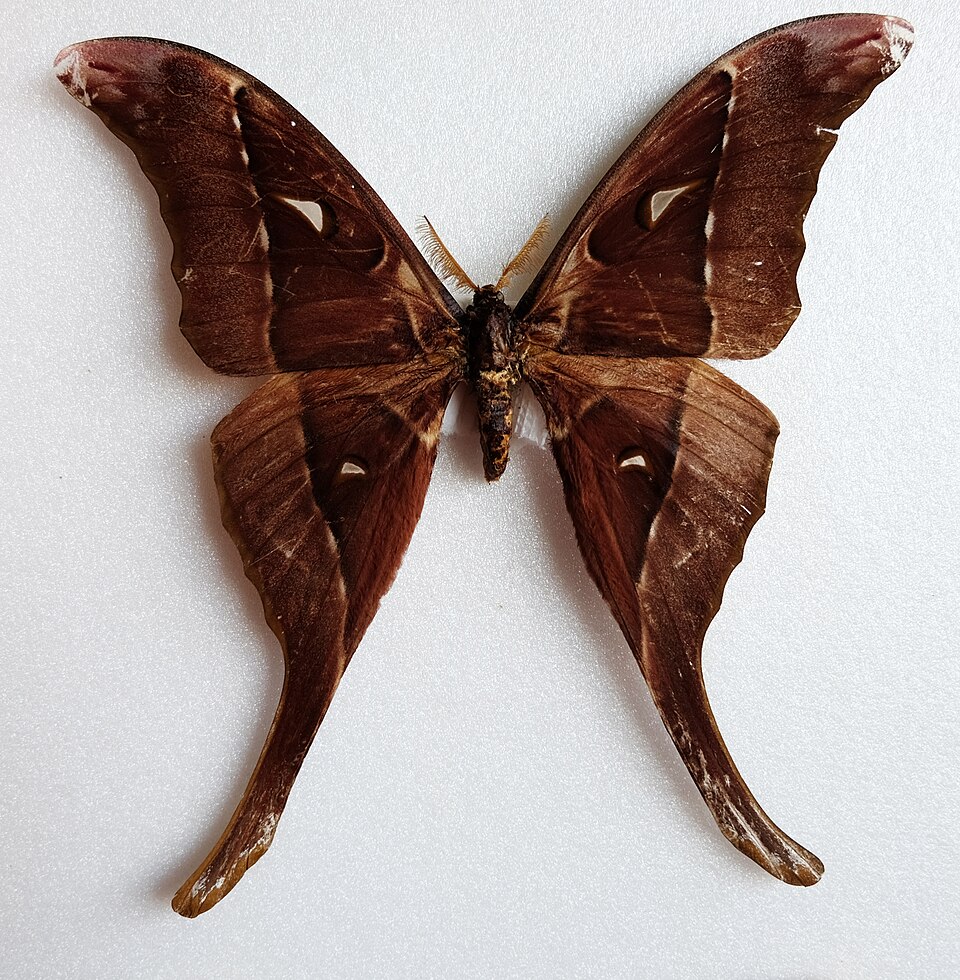 Fayl:Coscinocera hercules male from Arfak.jpg
