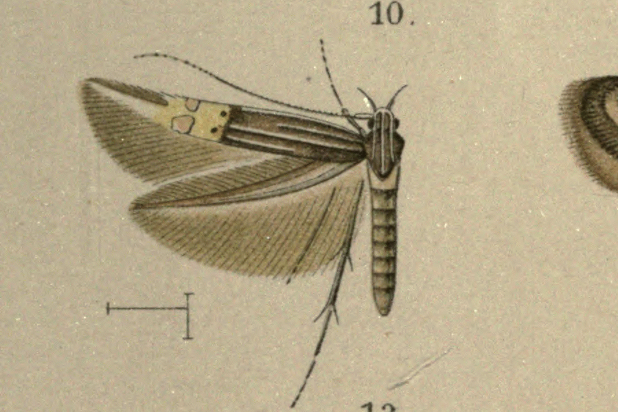 Fayl:Cosmopterix coryphaea.png