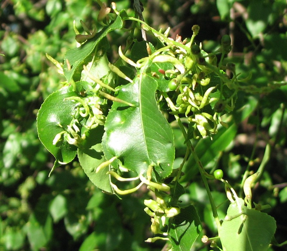 Fayl:Eriophyes cerasicrumena. Shenandoah.jpg