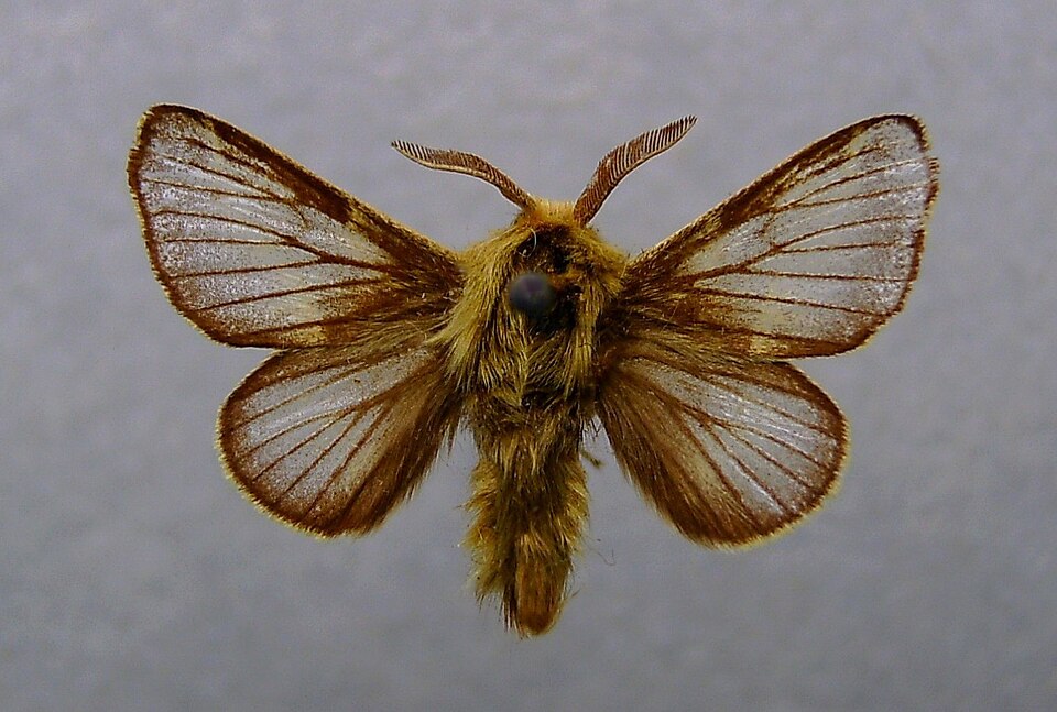 Fayl:Malacosoma franconicum 01.JPG