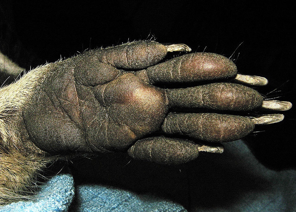 Fayl:Mm Hand.jpg