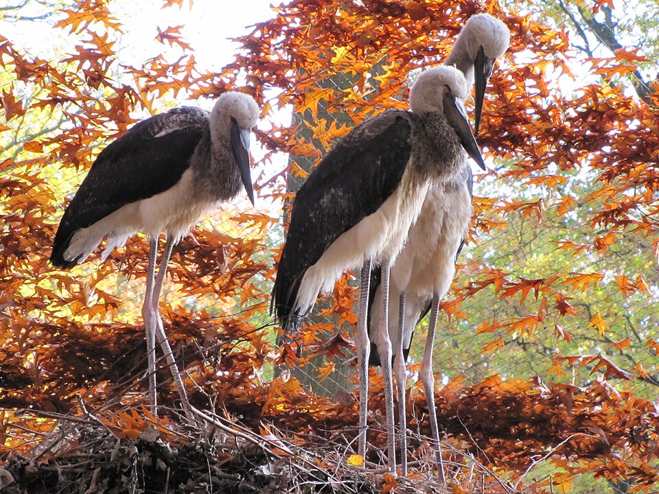 Fayl:Tierpark Cottbus Sattelstoerche.JPG