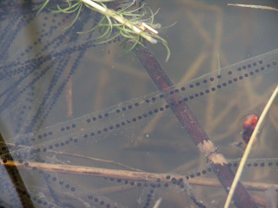 Fayl:Toad-spawn Mike-Krüger.jpg