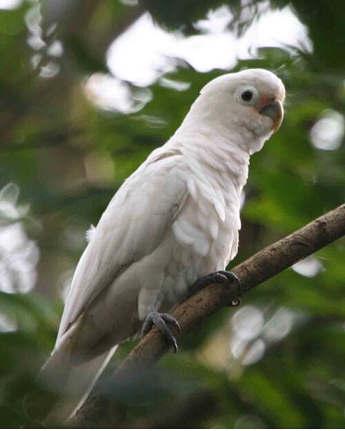 Fayl:Cacatua goffiniana -in tree-6.jpg