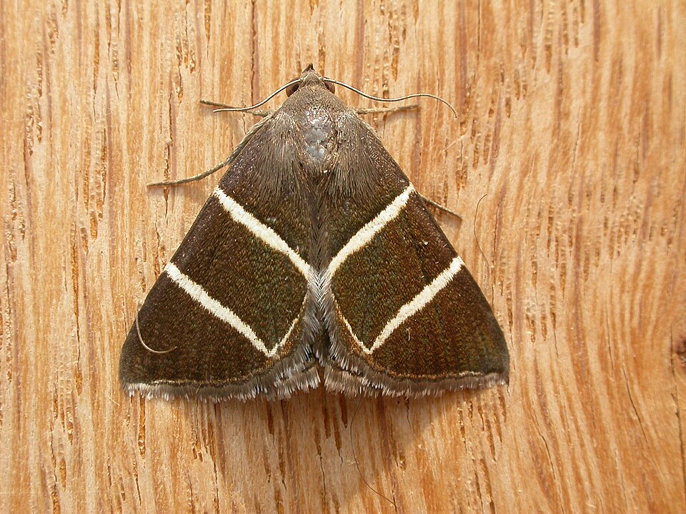 Fayl:Grammodes justa 1.jpg