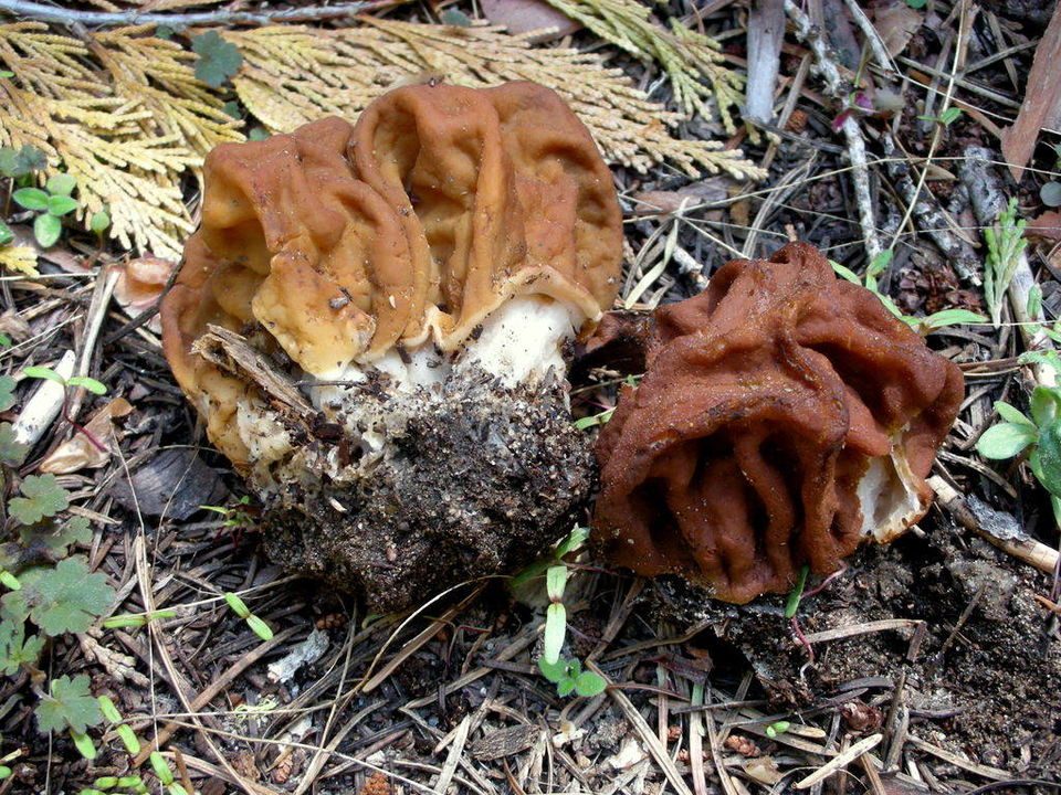 Fayl:Gyromitra gigas 85397.jpg
