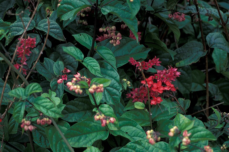 Fayl:Starr 980529-4203 Clerodendrum splendens.jpg