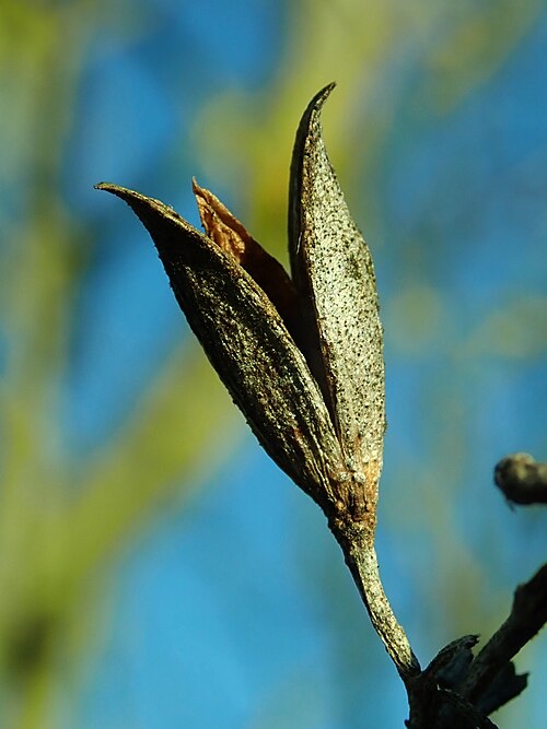 Fayl:Syringa vulgaris 2019-02-23 5948.jpg