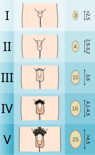Fayl:Tanner scale-male.svg