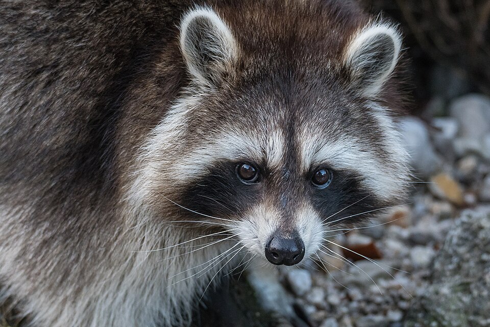 Fayl:Waschbär Procyon lotor-7318.jpg
