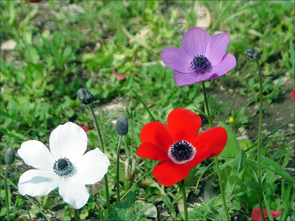 Fayl:Anemones5.jpg