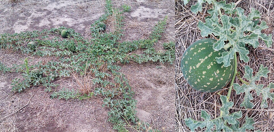 Fayl:Citrullus lanatus afghan melon.jpg