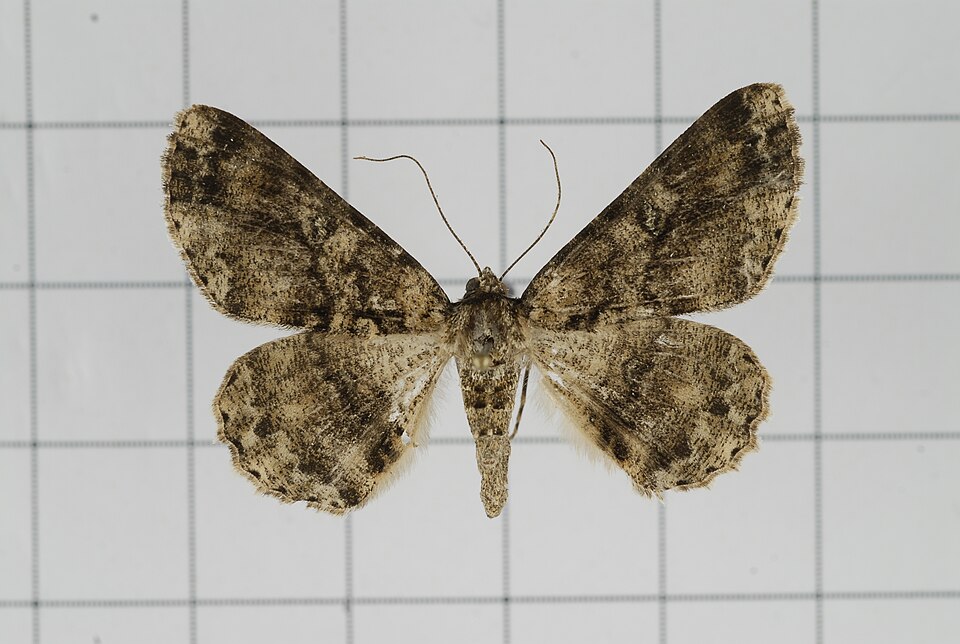 Fayl:Cleora alienaria (29045225840).jpg