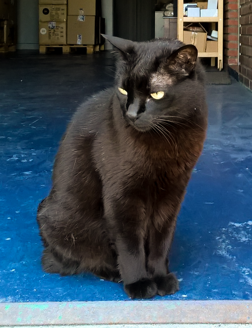 Fayl:Gata común negra.png