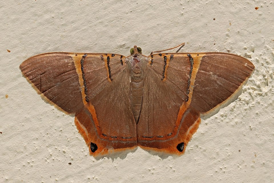 Fayl:Geometrid moth (Phrygionis polita).jpg