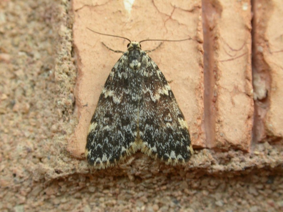 Fayl:Halone coryphoea.jpg