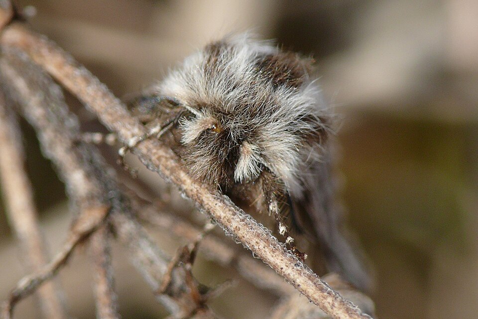 Fayl:Lycia zonaria (HS) 05.JPG