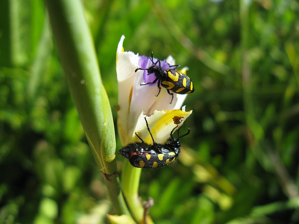 Fayl:Meloidae Actenodia CMR beetle 3491.jpg