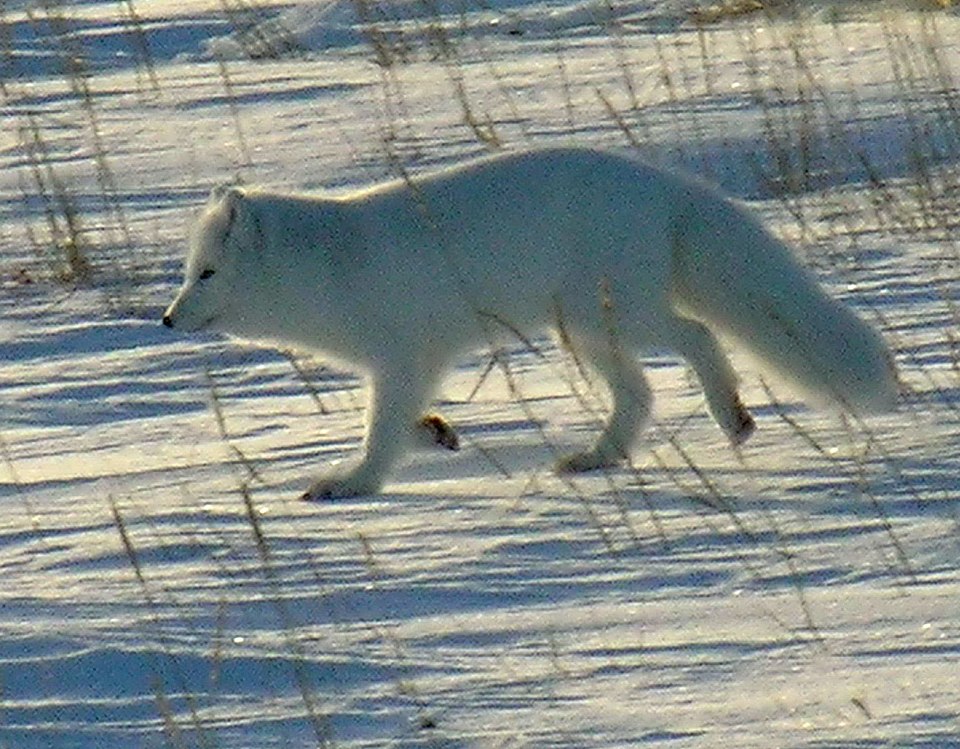 Fayl:Polarfuchs 1 2004-11-17.jpg