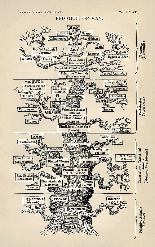 Fayl:Tree of life by Haeckel.jpg