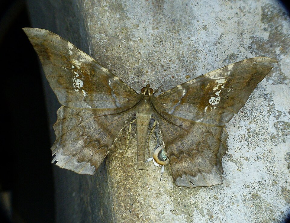 Fayl:Amblychia angeronaria.jpg