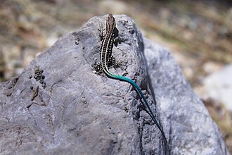 Anatololacerta finikensis - Göynük kanyoni / Antaliya