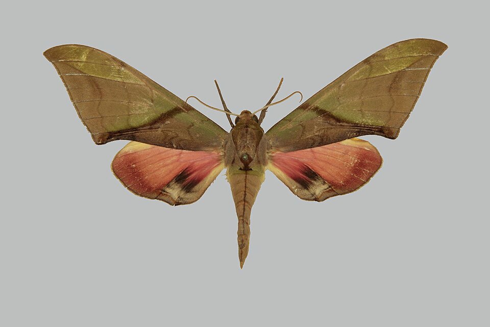 Fayl:Callambulyx kitchingi RB032 female up.jpg