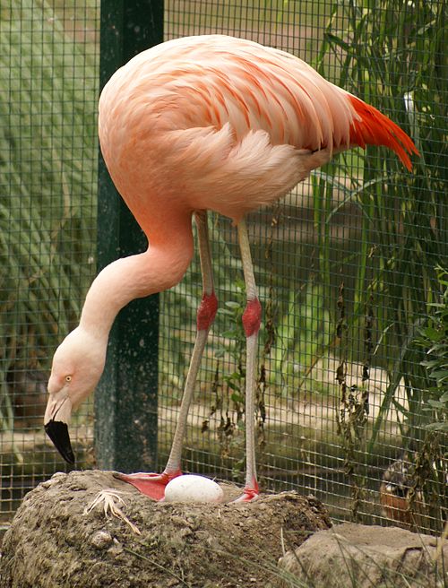 Fayl:Chilenischer Flamingo Tiergarten Bernburg 2007.jpg