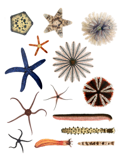 Fayl:Echinodermata.png