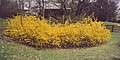 Yagona, 50 yoshli Forsythianing katta o'lchami