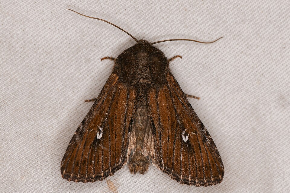 Fayl:Sideridis uscripta.jpg