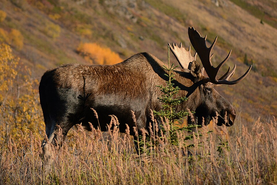 Fayl:Alaska moose.jpg