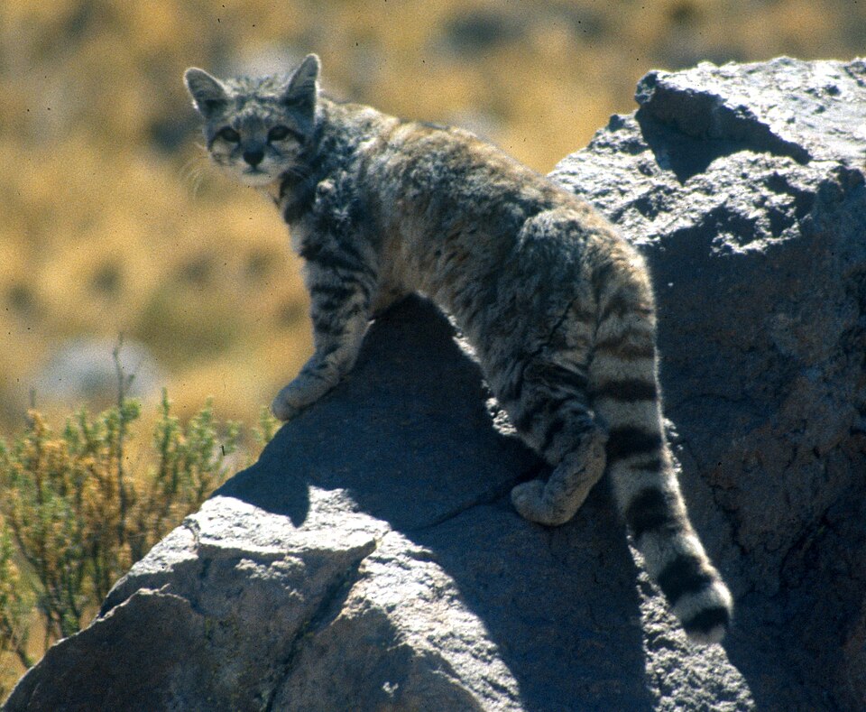 Fayl:Andean cat 1 Jim Sanderson.jpg