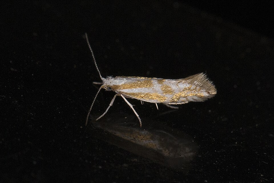 Fayl:Argyresthia abdominalis01(js), Lodz(Poland).jpg