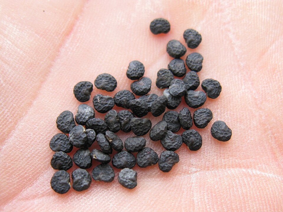 Fayl:Datura stramonium seed2 (14500993859).jpg
