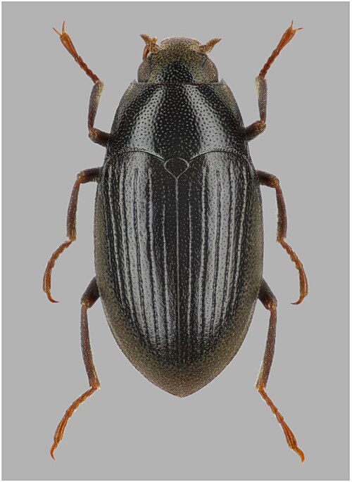 Fayl:Elmomorphus sulcatus.jpg