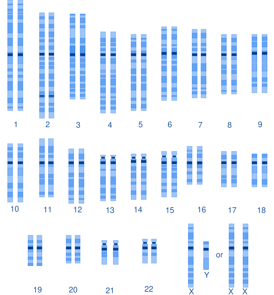 Fayl:Human karyotype.svg