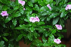 Hindiston ibodatxonalarida oʻstirilgan gulli oʻsimlik