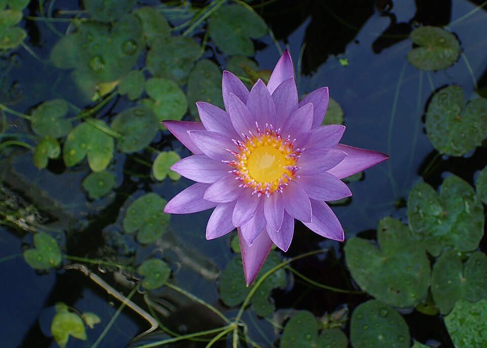 Fayl:Nymphaea nouchali kz03.jpg