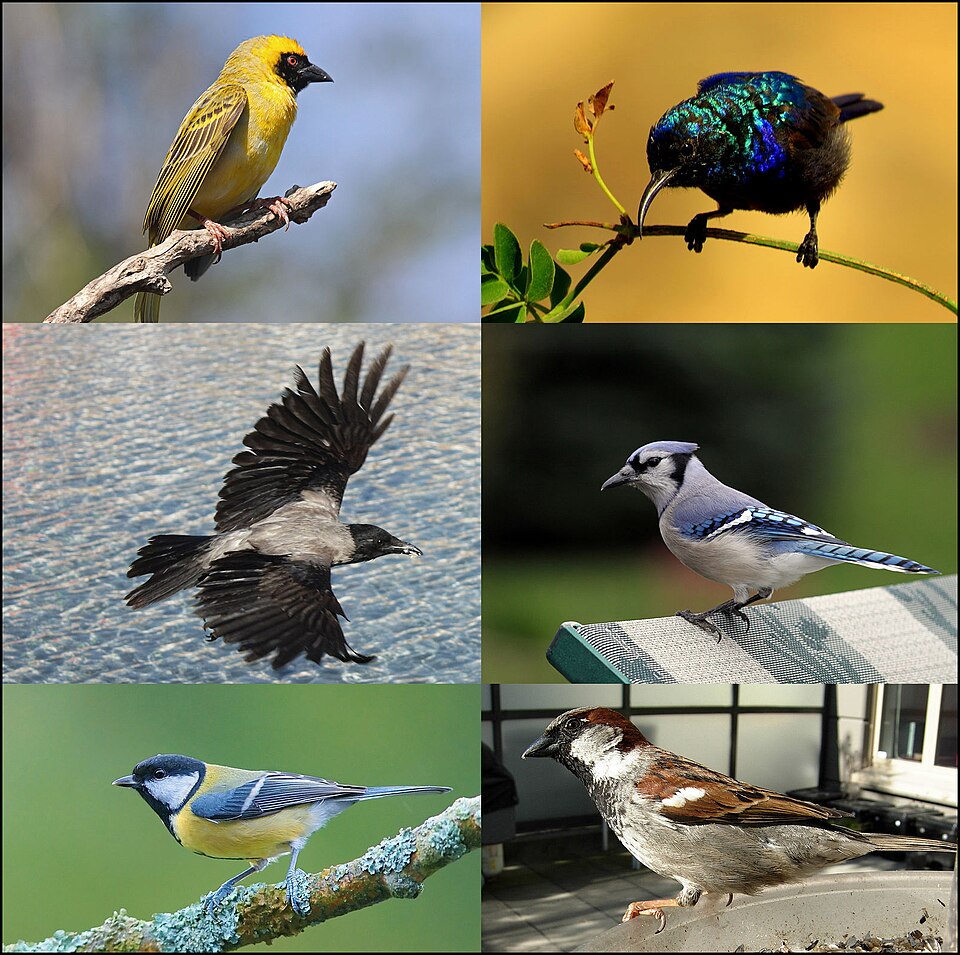 Fayl:Passeriformes-01v01.jpg