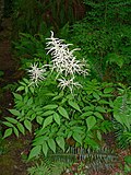 Echki soqoli (Aruncus dioicus)