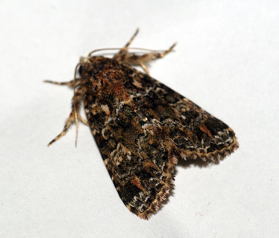 Fayl:Callopistria latreillei (4990102885).jpg