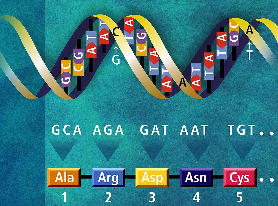 Fayl:DNA translation example.jpg