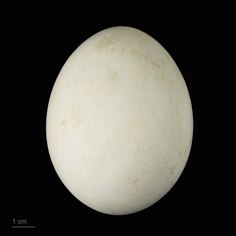 Fayl:Haliaeetus albicilla MHNT.ZOO.2010.11.96.1.jpg