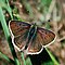 Lycaeninae