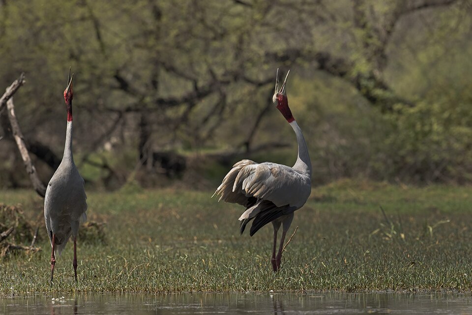 Fayl:Sarus Call 01.jpg