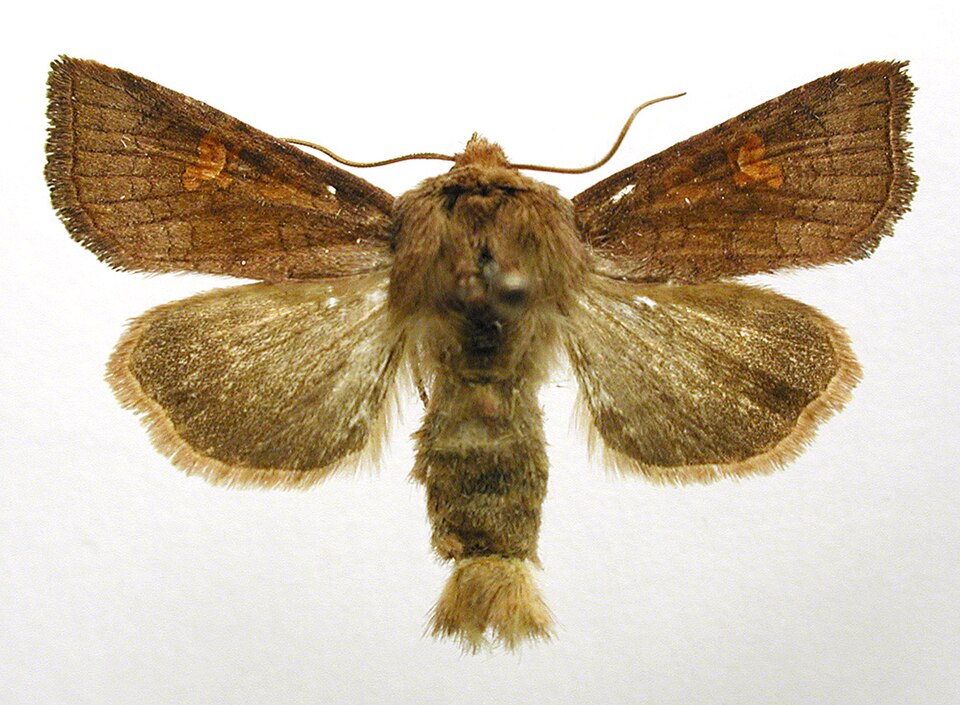 Fayl:Amphipoea crinanensis.jpg