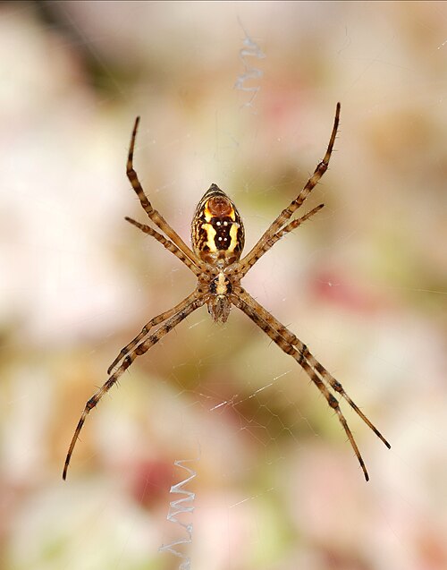 Fayl:Argiope July 2012-3.jpg