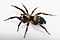 Gnaphosidae